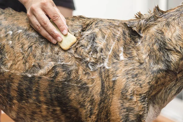 Mulher ensaboando o cão ação real — Fotografia de Stock