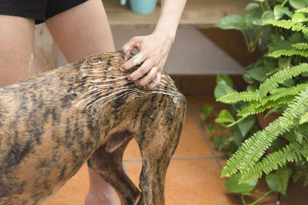 Lavar cão ação real — Fotografia de Stock