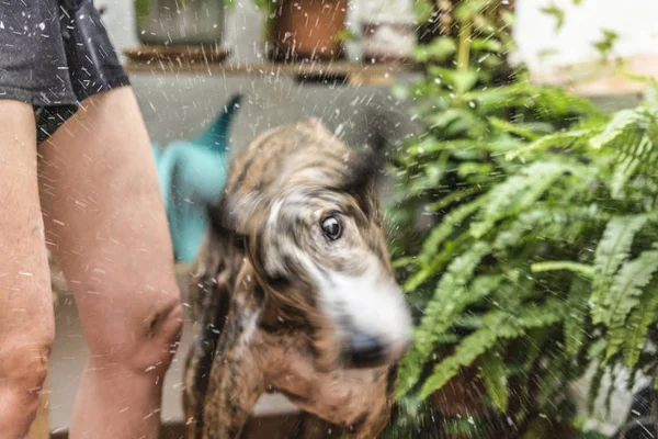 Lavar cão ação real — Fotografia de Stock