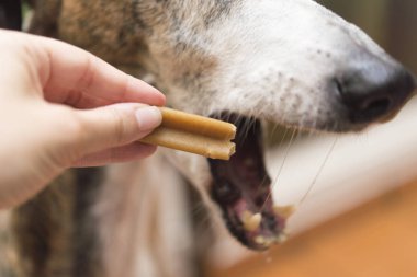 Kemik köpek için gerçek aksiyon