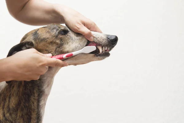 Lavar os dentes ao cão — Fotografia de Stock