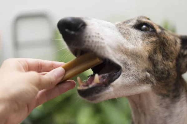 Osso para cão ação real — Fotografia de Stock