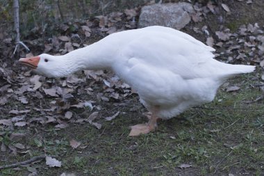 Yerli kaz (Embden kaz)