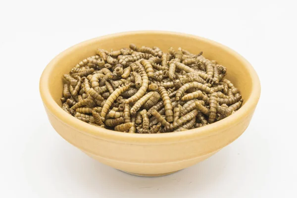 Mealworms crustaceans tenebrio molitor isolated — стоковое фото