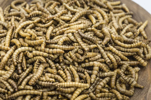 Mealworms crustaceans tenebrio molitor isolated — стоковое фото