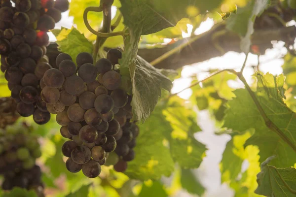 Viñedos al atardecer. Uvas maduras en otoño . — Foto de Stock