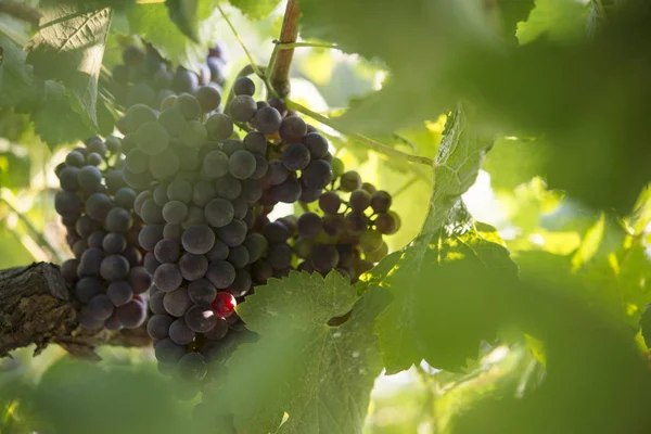 Druiven in de biologische wijngaard — Stockfoto