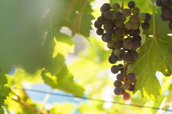 Viñedo y uva en el lugar natural — Foto de Stock