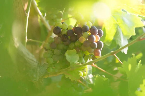 生物葡萄园里的葡萄 — 图库照片