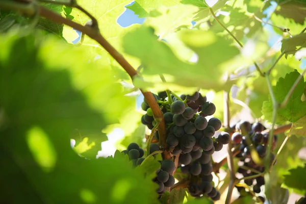 Druiven in de biologische wijngaard — Stockfoto