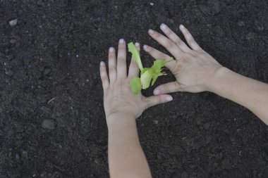 Uzun saksılarda marul ekmek.
