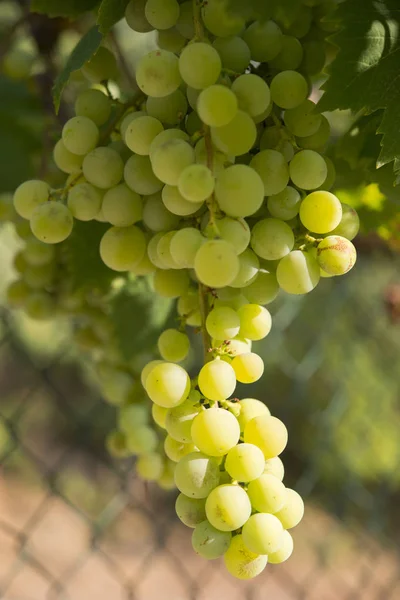 Uva na vinha biológica — Fotografia de Stock