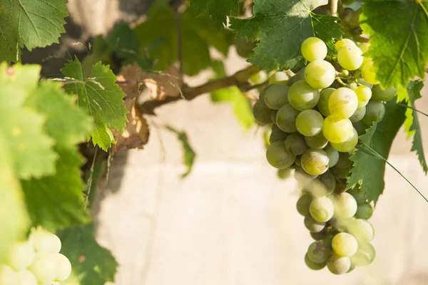 Vignobles au coucher du soleil. Raisins mûrs à l'automne . — Photo