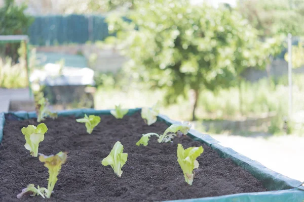 Platation de laitue biologique à la maison — Photo