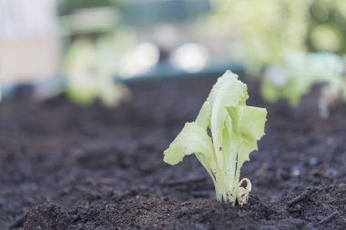 Eve organik marul yerleştirme