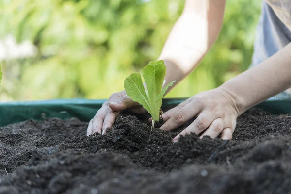 Platerowanie sałaty organicznej w domu — Zdjęcie stockowe