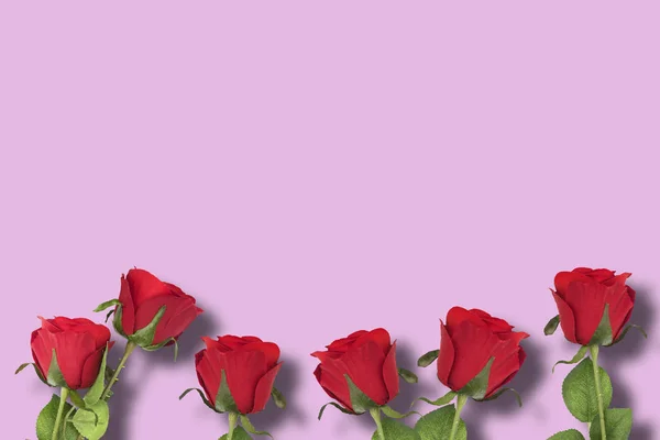 Rosas rojas con fondo rosa — Foto de Stock