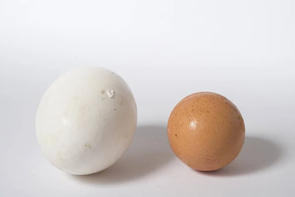 Husí vejce — Stock fotografie