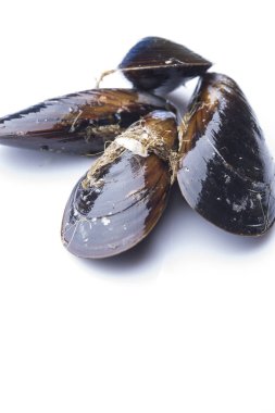 Beyaz arkaplanda yalıtılmış midyeler