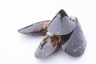 Beyaz arkaplanda yalıtılmış midyeler