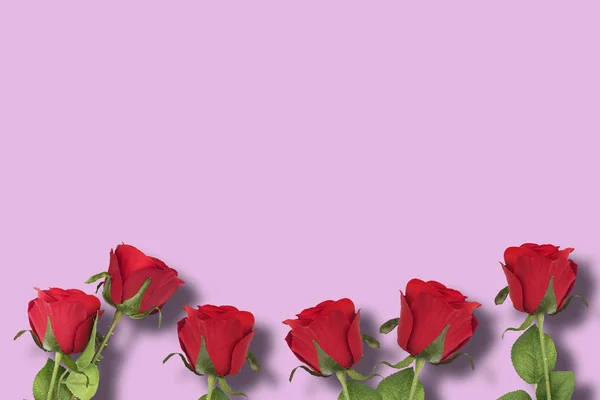 ピンクの背景の赤いバラ — ストック写真