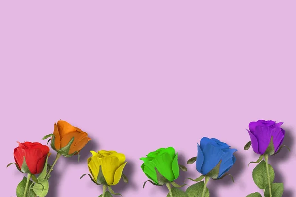 Rosas Lgbt en fondo rosa —  Fotos de Stock