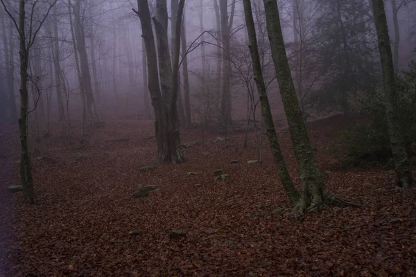 Autumn at river Montseny, Catalonia , Spain — Stock Photo, Image