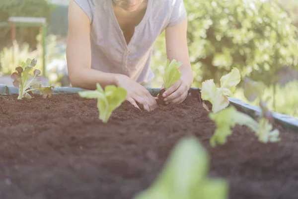 Ekologiczna plantacja sałaty dębowej prawdziwa scena — Zdjęcie stockowe