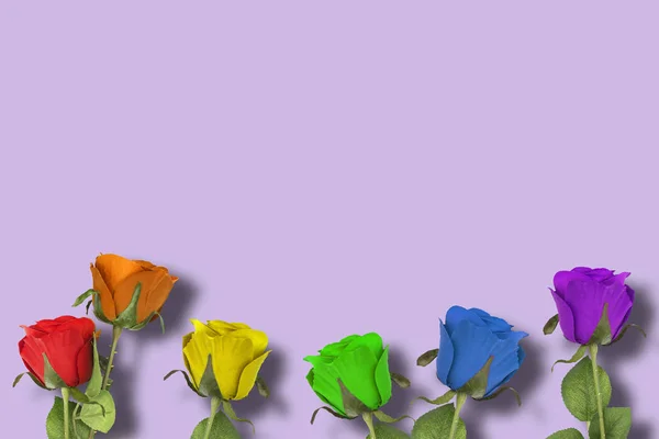 Rosas Lgbt en fondo púrpura —  Fotos de Stock