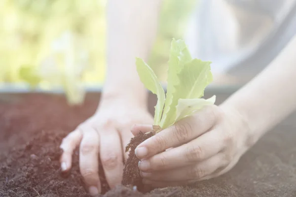 Ekologiczna plantacja sałaty dębowej prawdziwa scena — Zdjęcie stockowe