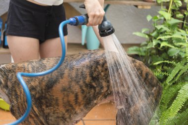 Köpekleri yıkamak evde gerçek bir aksiyon.