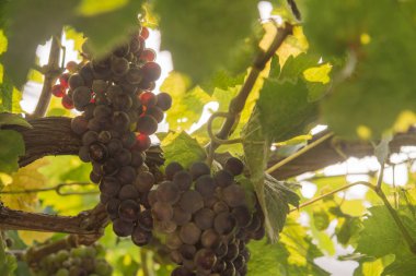 Biyolojik üzüm bağında üzüm