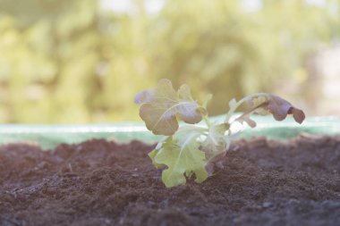 Eve organik marul yerleştirme