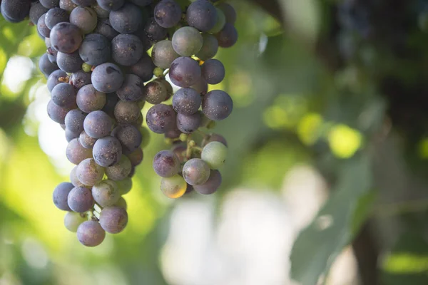 Raisin Dans Vignoble Bio — Photo