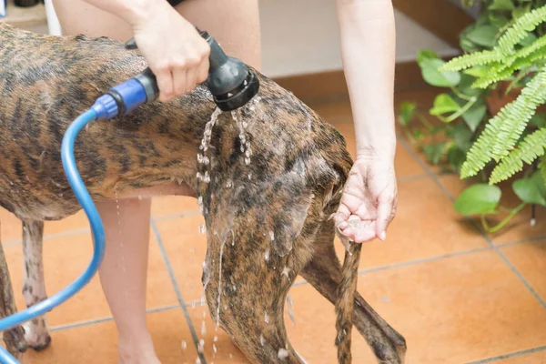 brushing the dog's hair