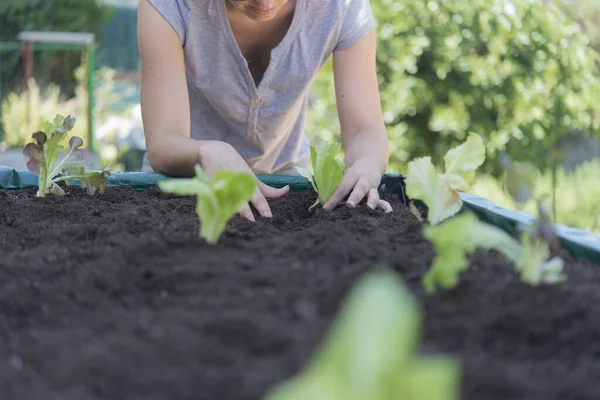 Platerowanie Sałaty Organicznej Domu — Zdjęcie stockowe