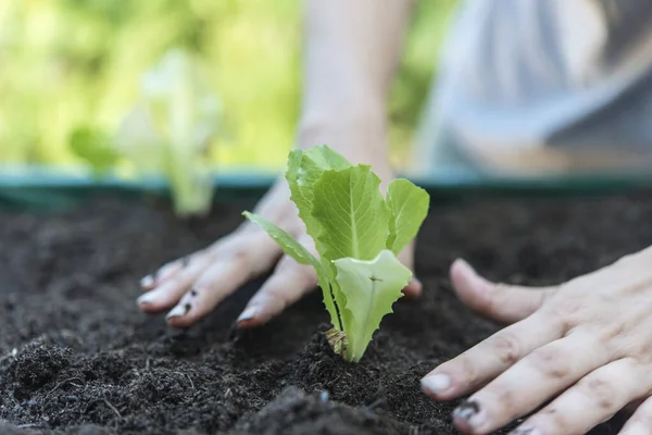 Mujer Plantando Lechuga Jardín Casero —  Fotos de Stock