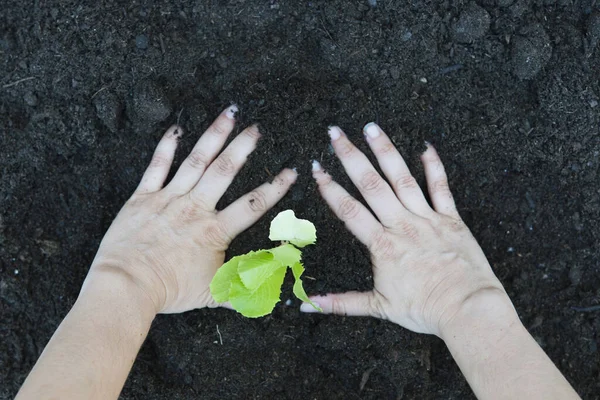 Mujer Plantando Lechuga Jardín Casero —  Fotos de Stock