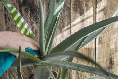 Aloe Vera 'yı paçavrayla temizlemek