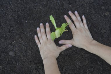 Eve organik marul yerleştirme