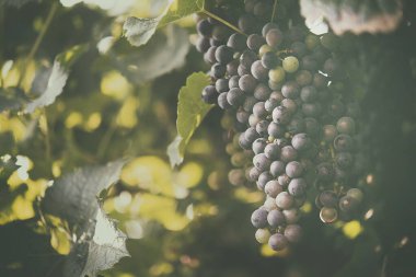 Üzüm ve üzüm bağları doğal yerdedir.