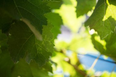 Biyolojik üzüm bağları gerçek manzara