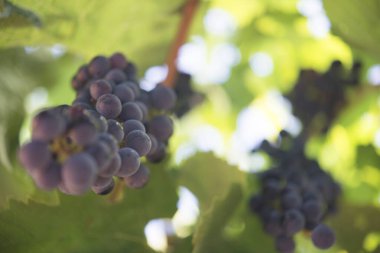 Biyolojik üzüm bağında üzüm