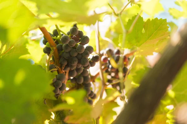 Druiven Biologische Wijngaard — Stockfoto