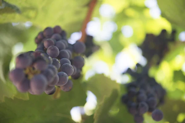 Uva Vinha Biológica — Fotografia de Stock