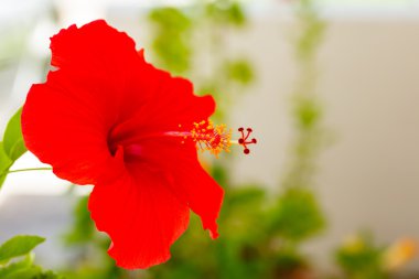 güzel hibiscus çiçek