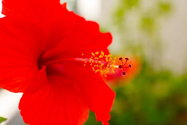 Güzel hibiscus çiçek — Stok fotoğraf