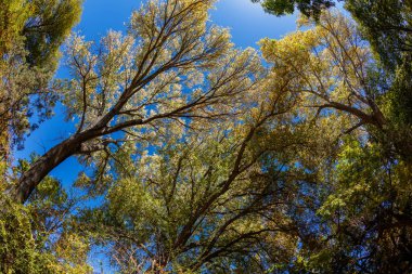 Sedona ağaç gölgelik