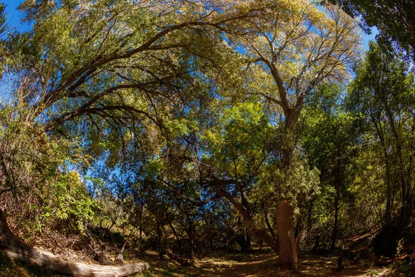 Baumkronen von Sedona — Stockfoto