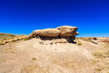 Arizona taşlaşmış orman